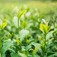 GABA Tinnitrol Ingredient