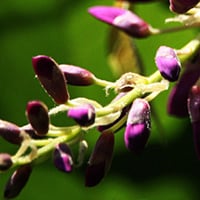 L-Dopa Bean Tinnitrol Ingredient